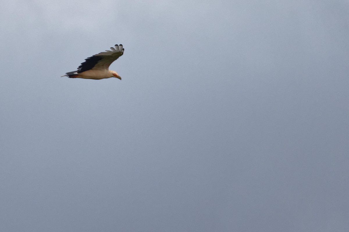 Palm-nut Vulture - ML433862151