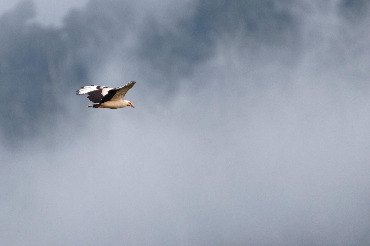 Palm-nut Vulture - ML433862201