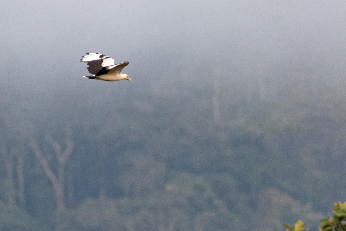 Palm-nut Vulture - Christophe PASQUIER