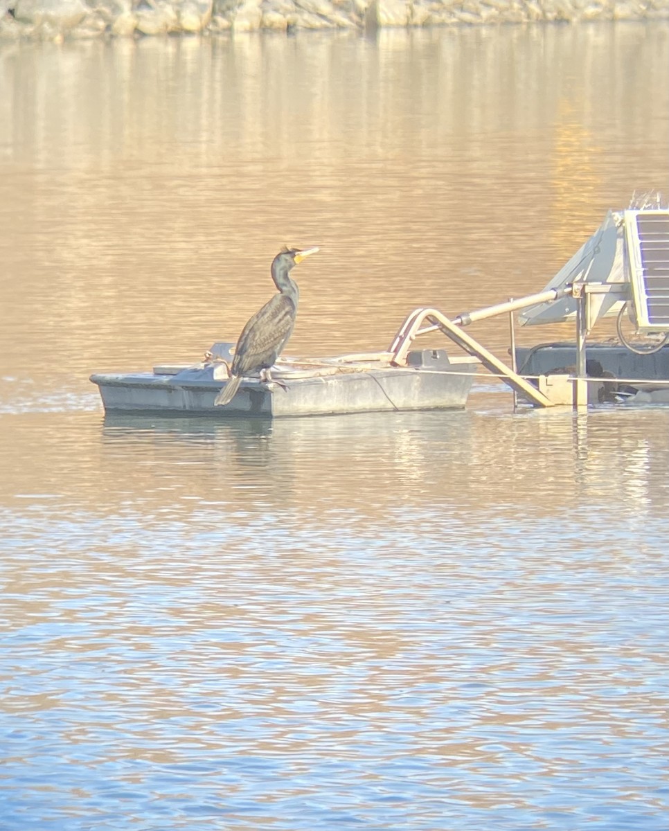 Double-crested Cormorant - ML433862821