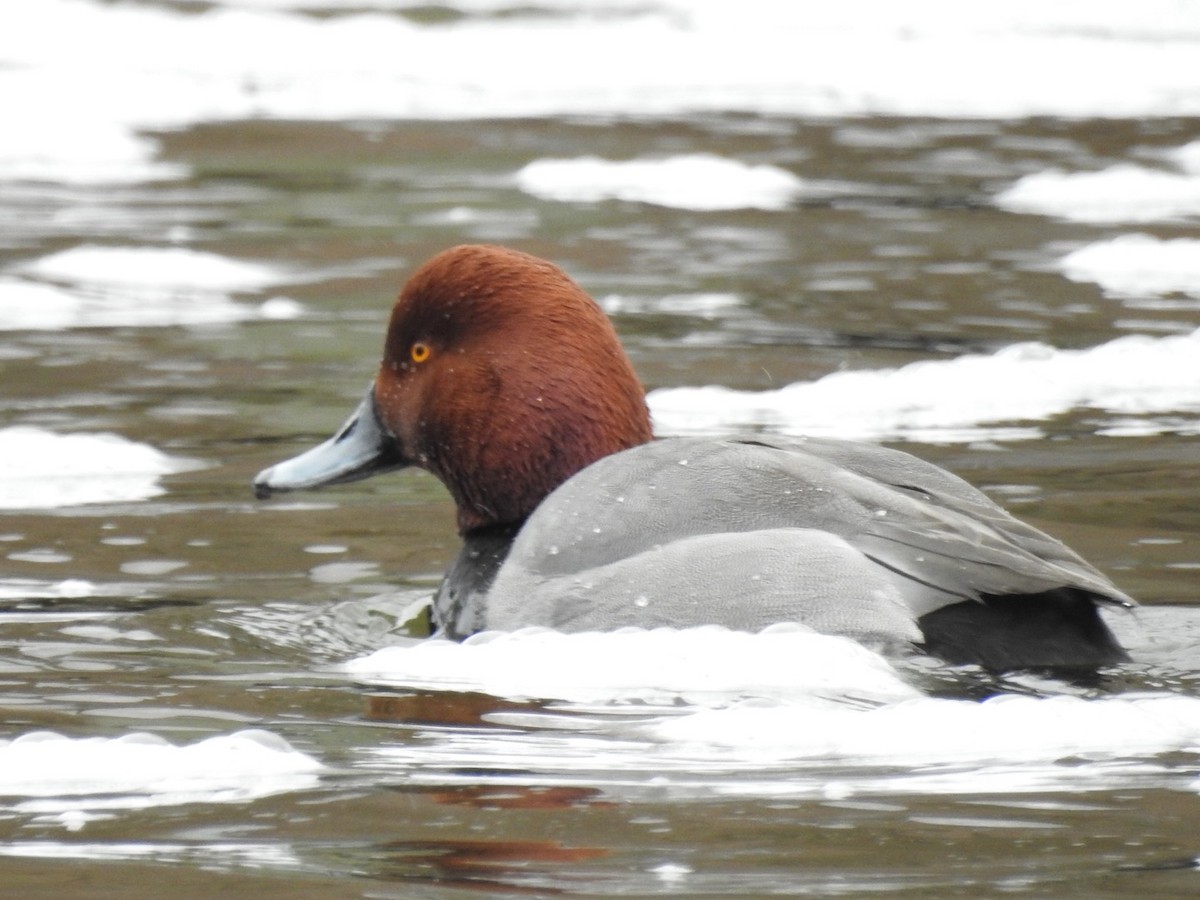 Redhead - ML433864141