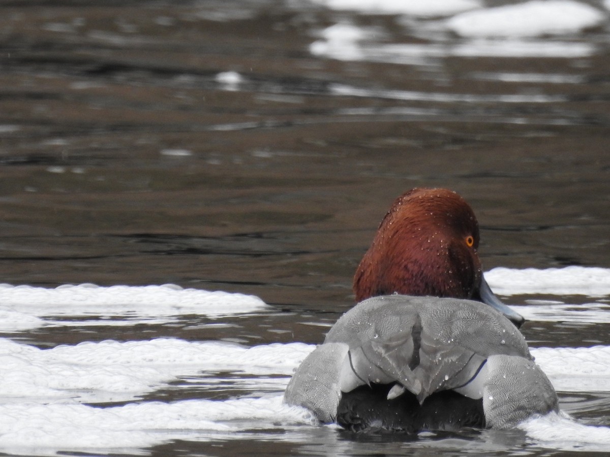 Redhead - ML433864161