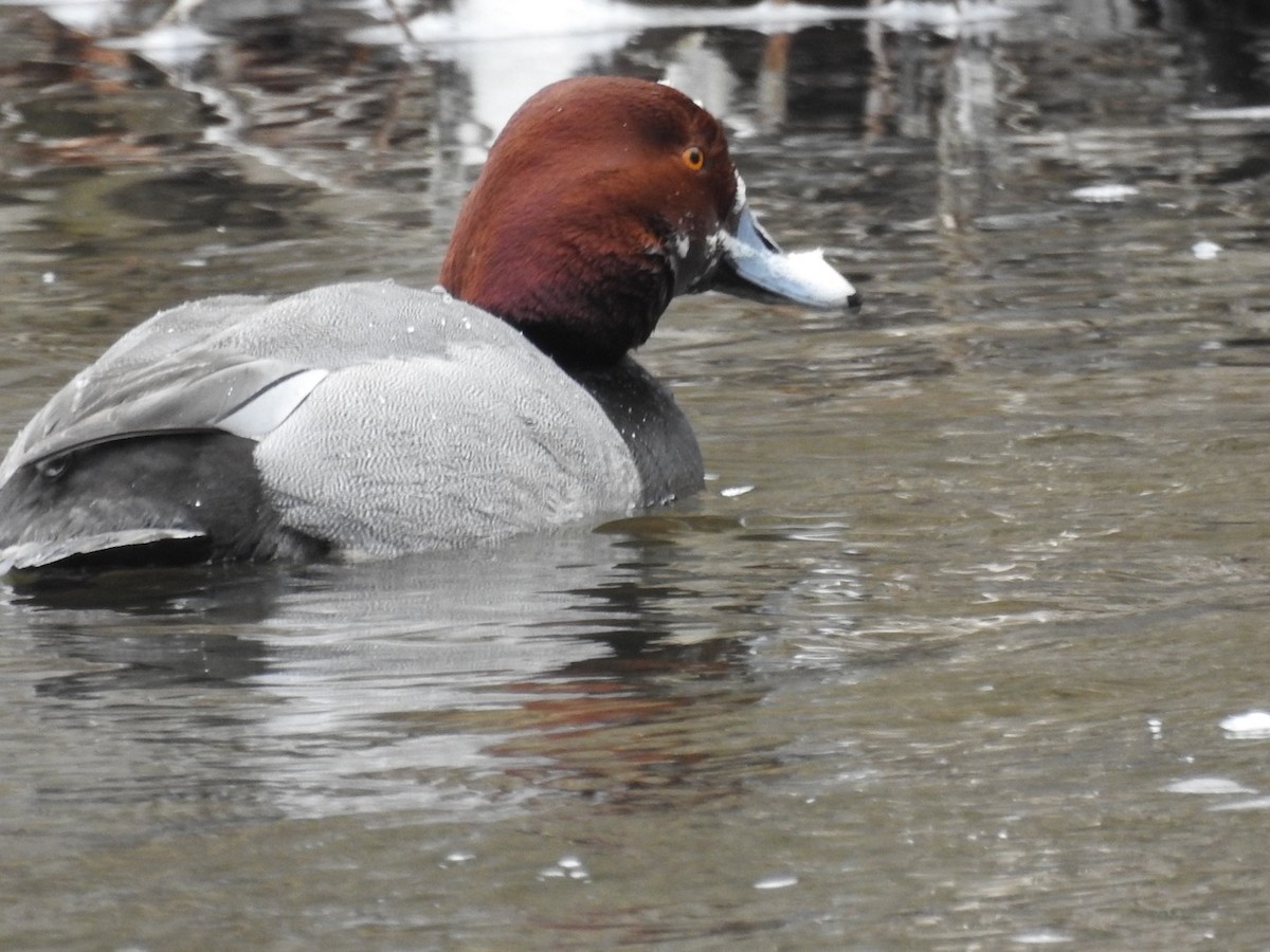 Redhead - ML433864191