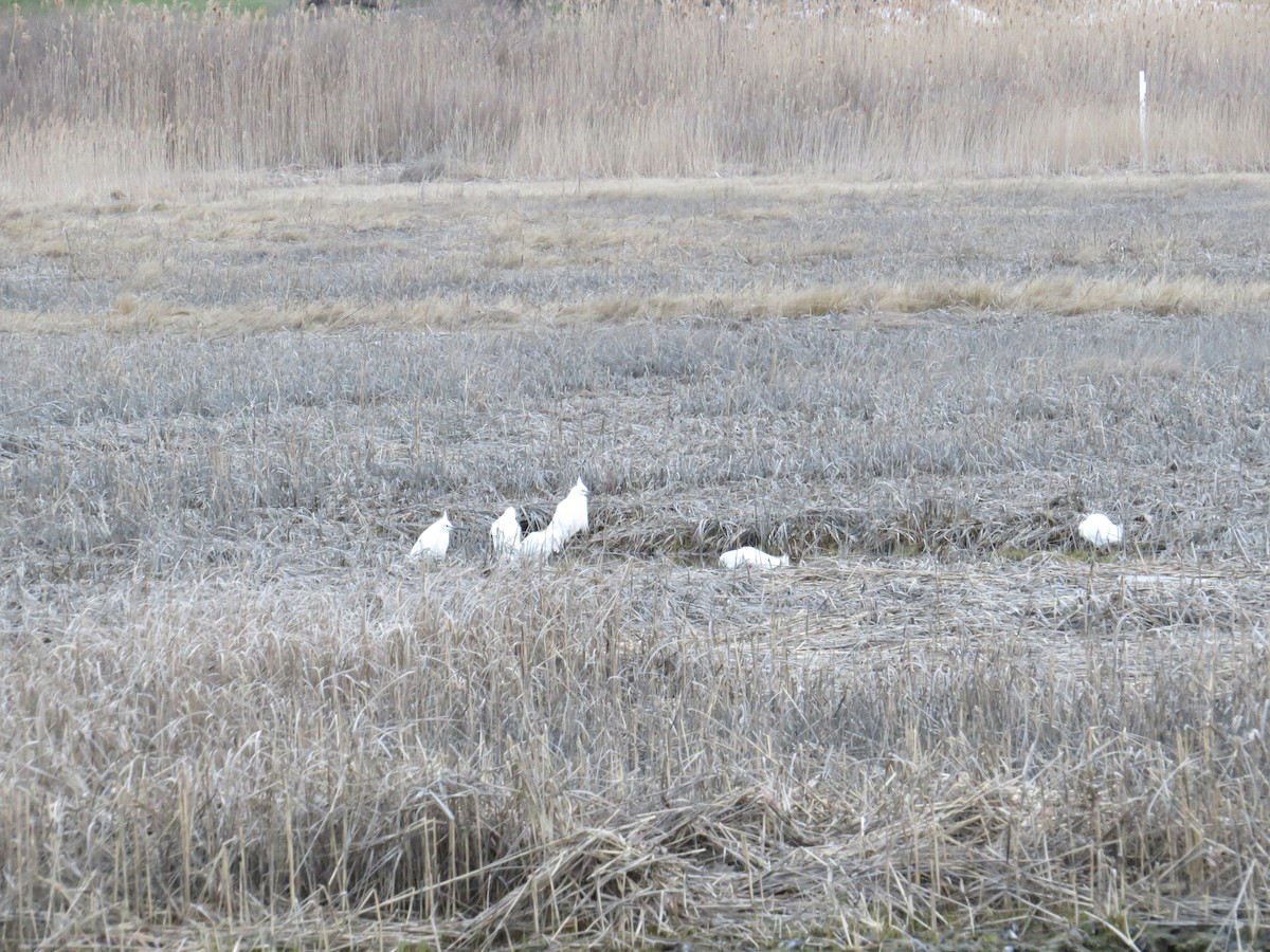 Snowy Egret - ML433866781