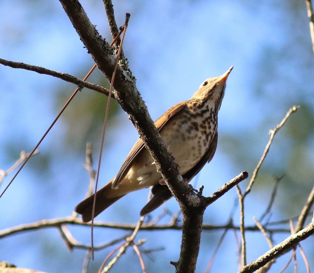 Hermit Thrush - John & Ivy  Gibbons