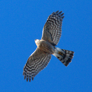 Sharp-shinned Hawk - Gary Mele