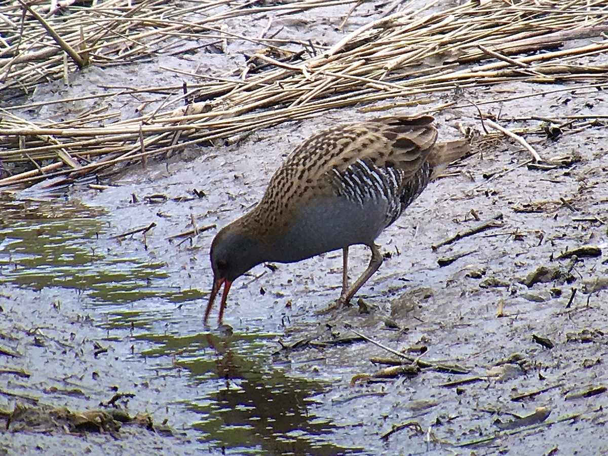 chřástal vodní - ML433869351