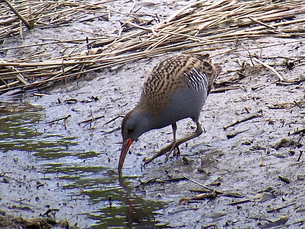 Water Rail - ML433869361