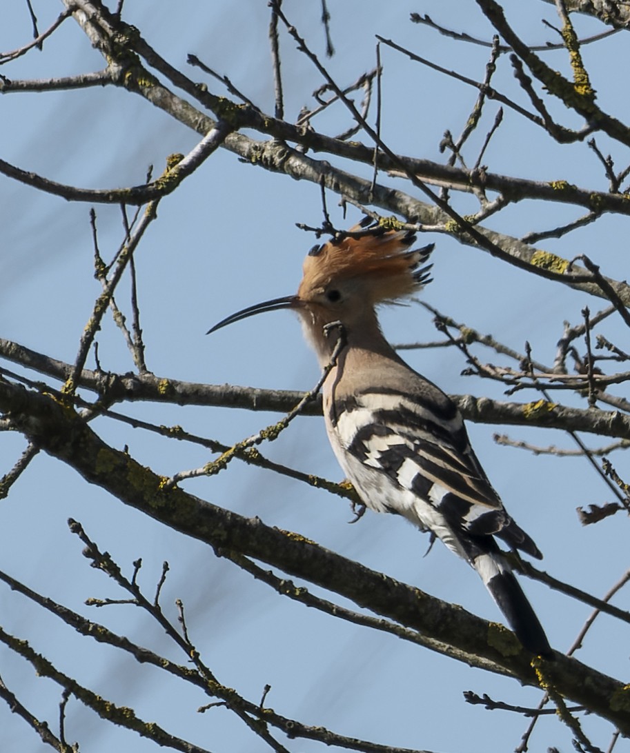 Eurasian Hoopoe - ML433869741