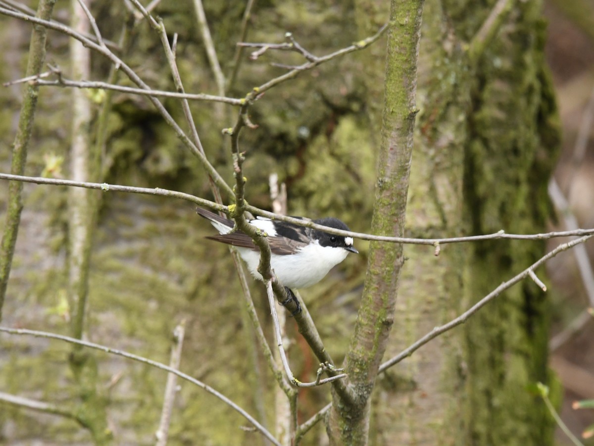 European Pied Flycatcher - ML433869971