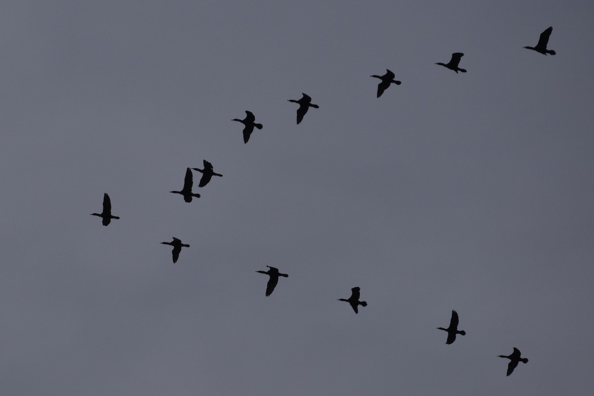 Double-crested Cormorant - ML433870011