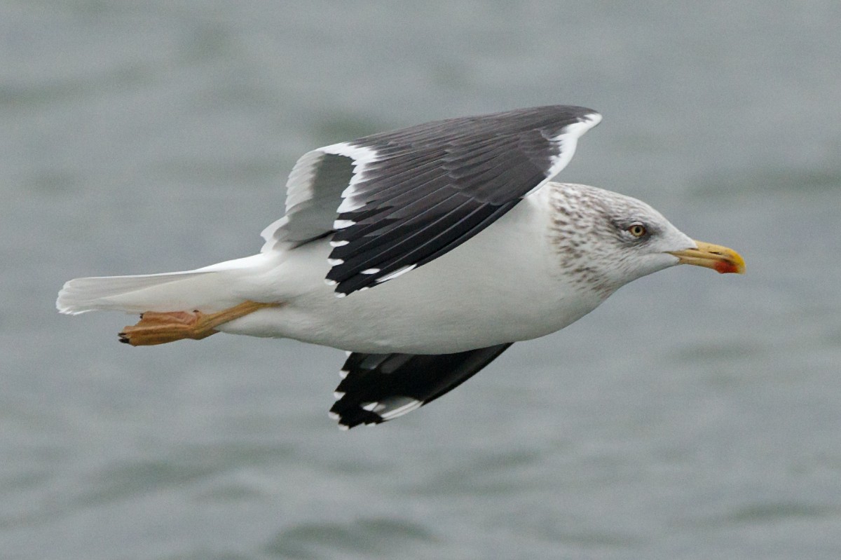 Lesser Black-backed Gull - ML43387031