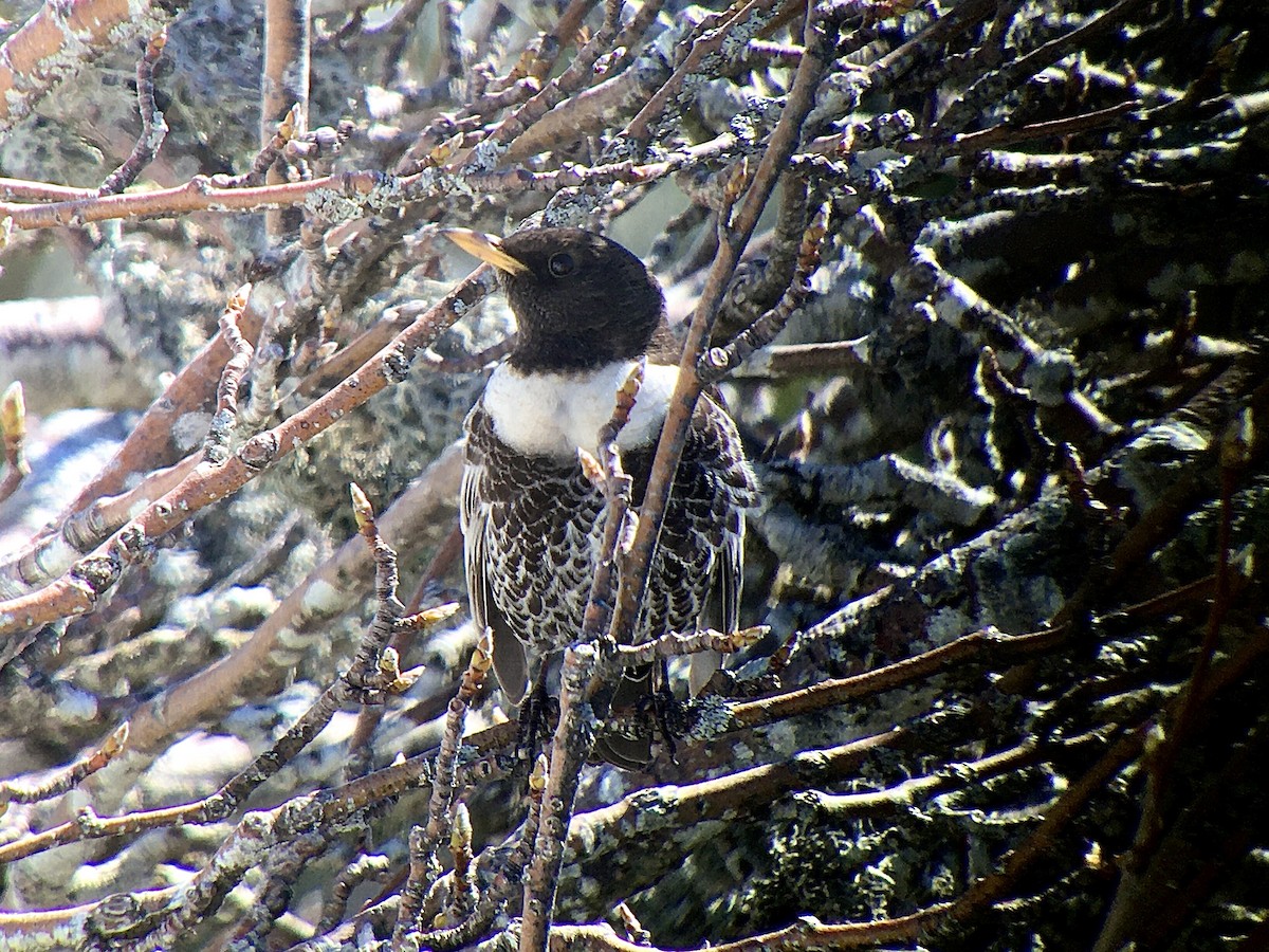 kos horský (ssp. alpestris) - ML433870331