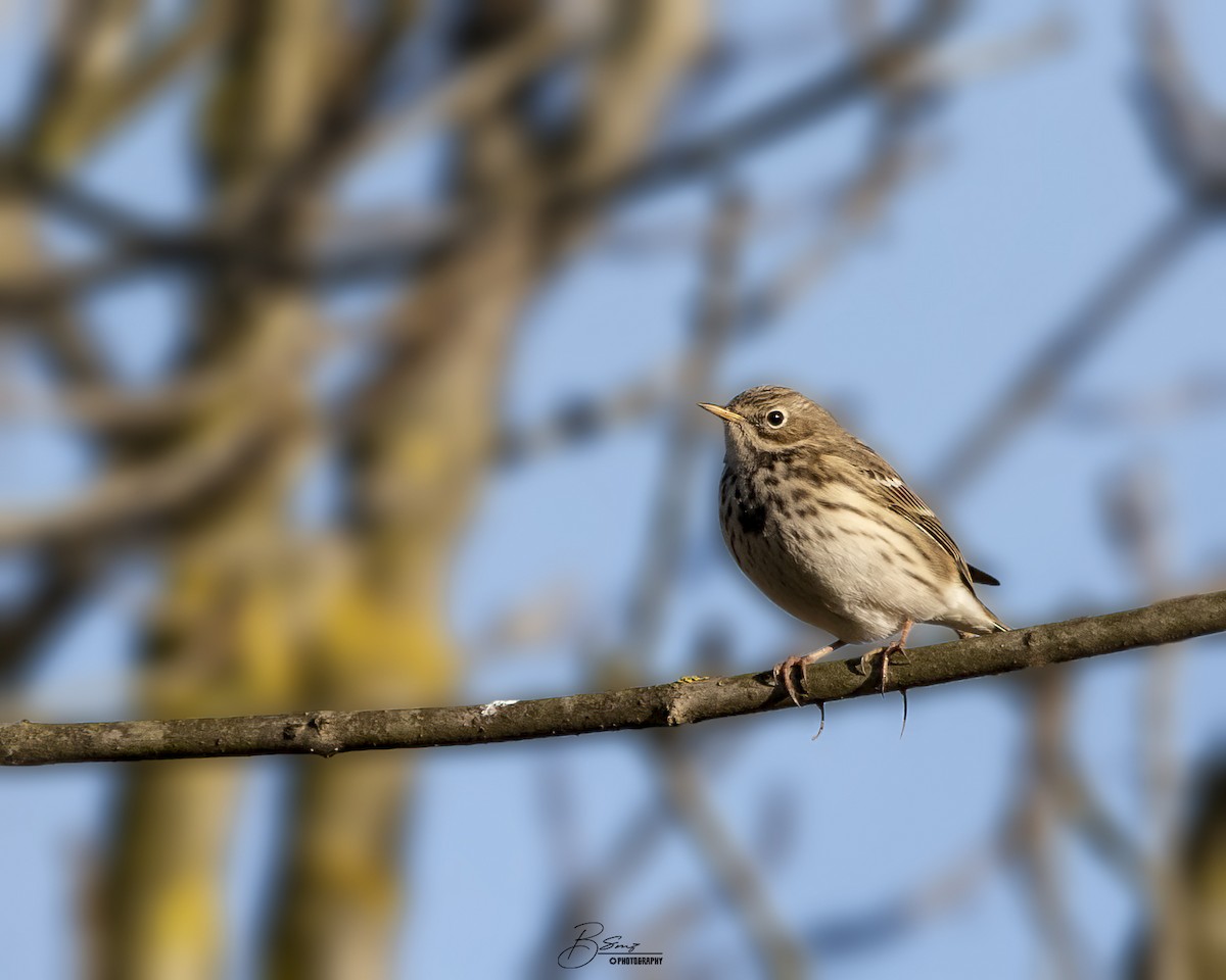 Meadow Pipit - ML433870421