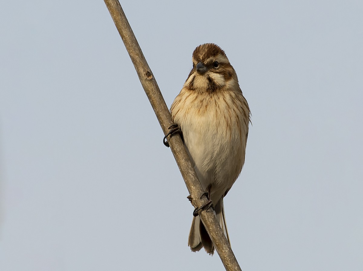 Reed Bunting - ML433870451