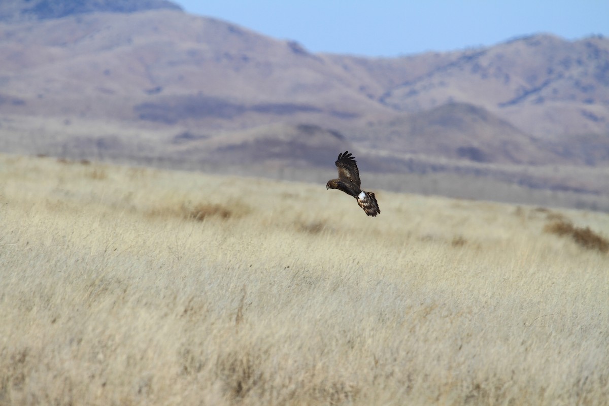 Northern Harrier - D Hoopoe