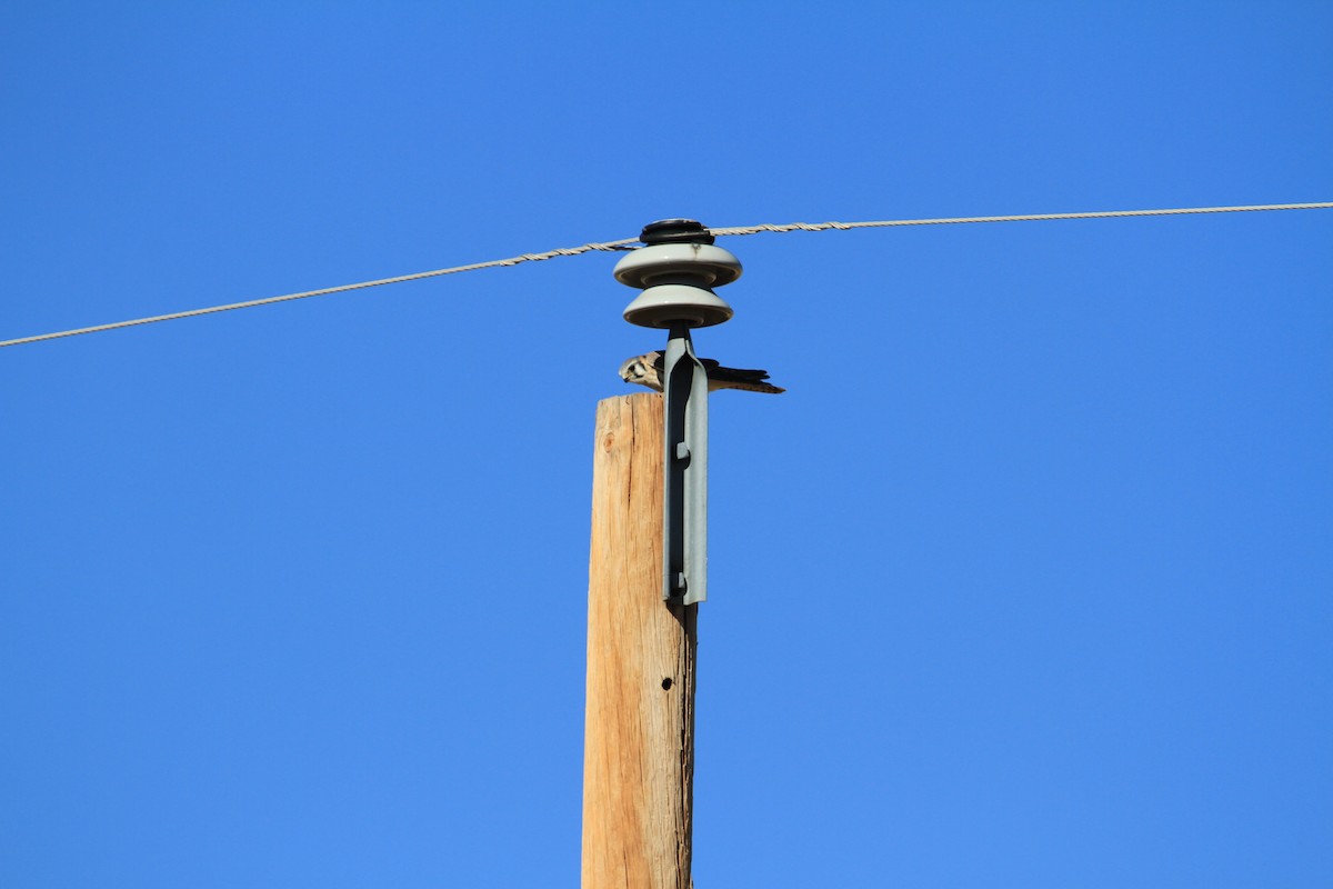 American Kestrel - ML433872001