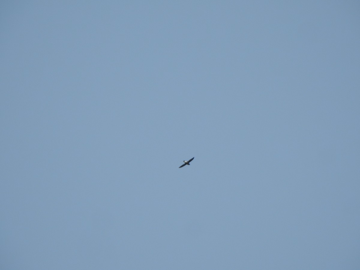 Brown-backed Needletail - ML433872891