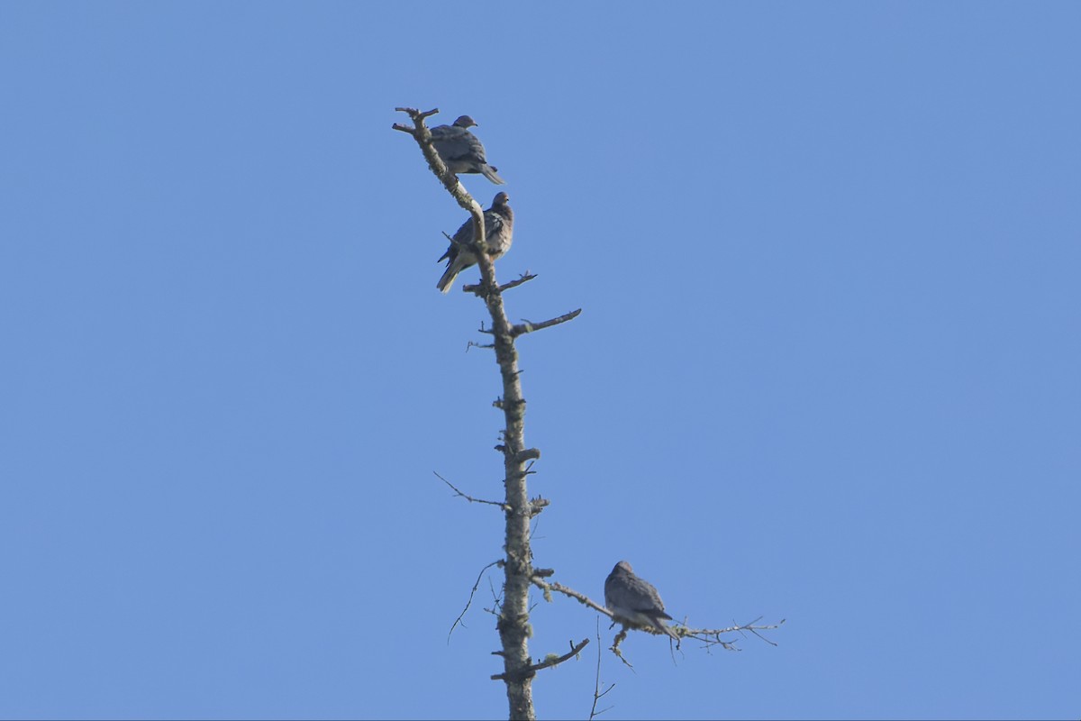 Band-tailed Pigeon - Phil Thompson