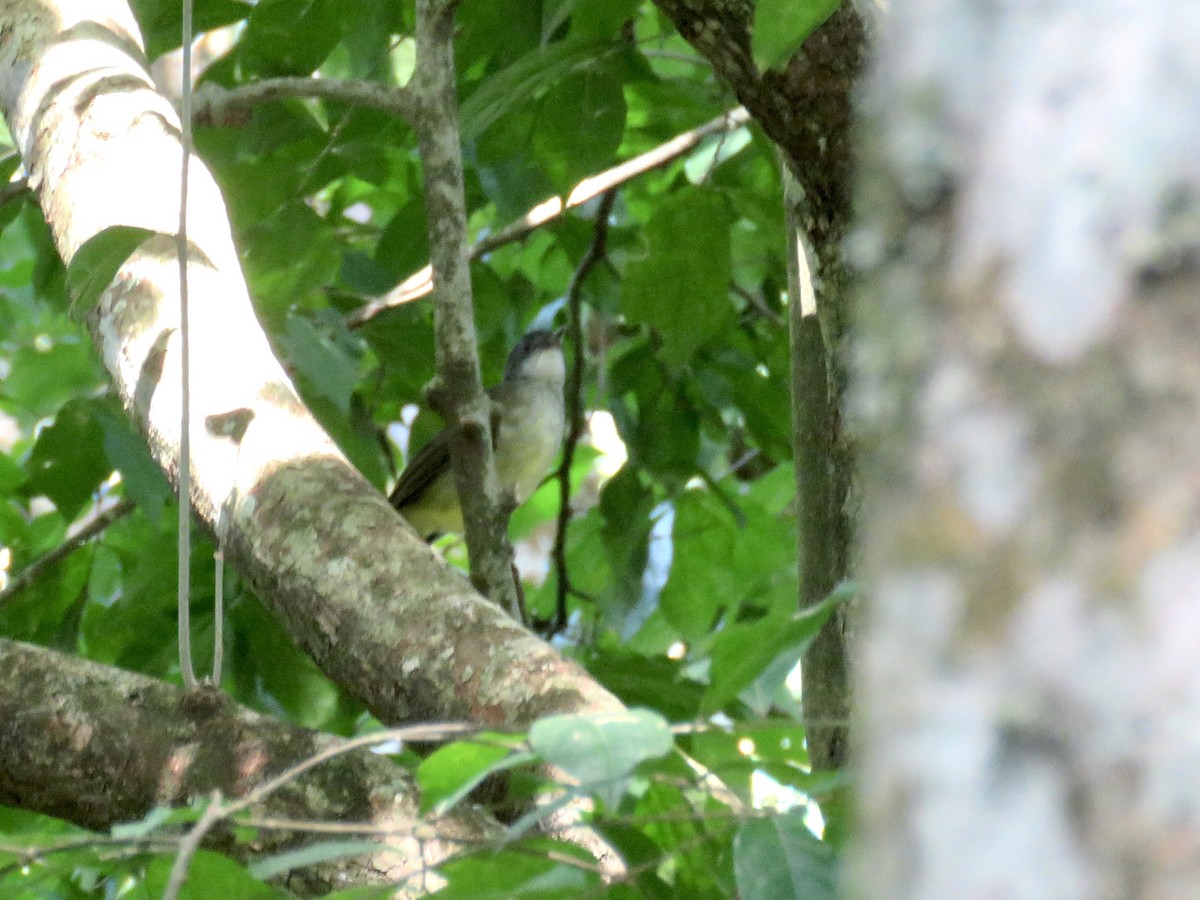 White-throated Greenbul - ML433874721