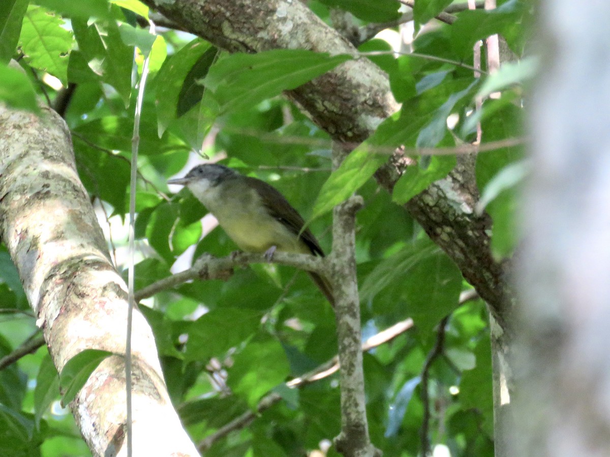 White-throated Greenbul - GARY DOUGLAS