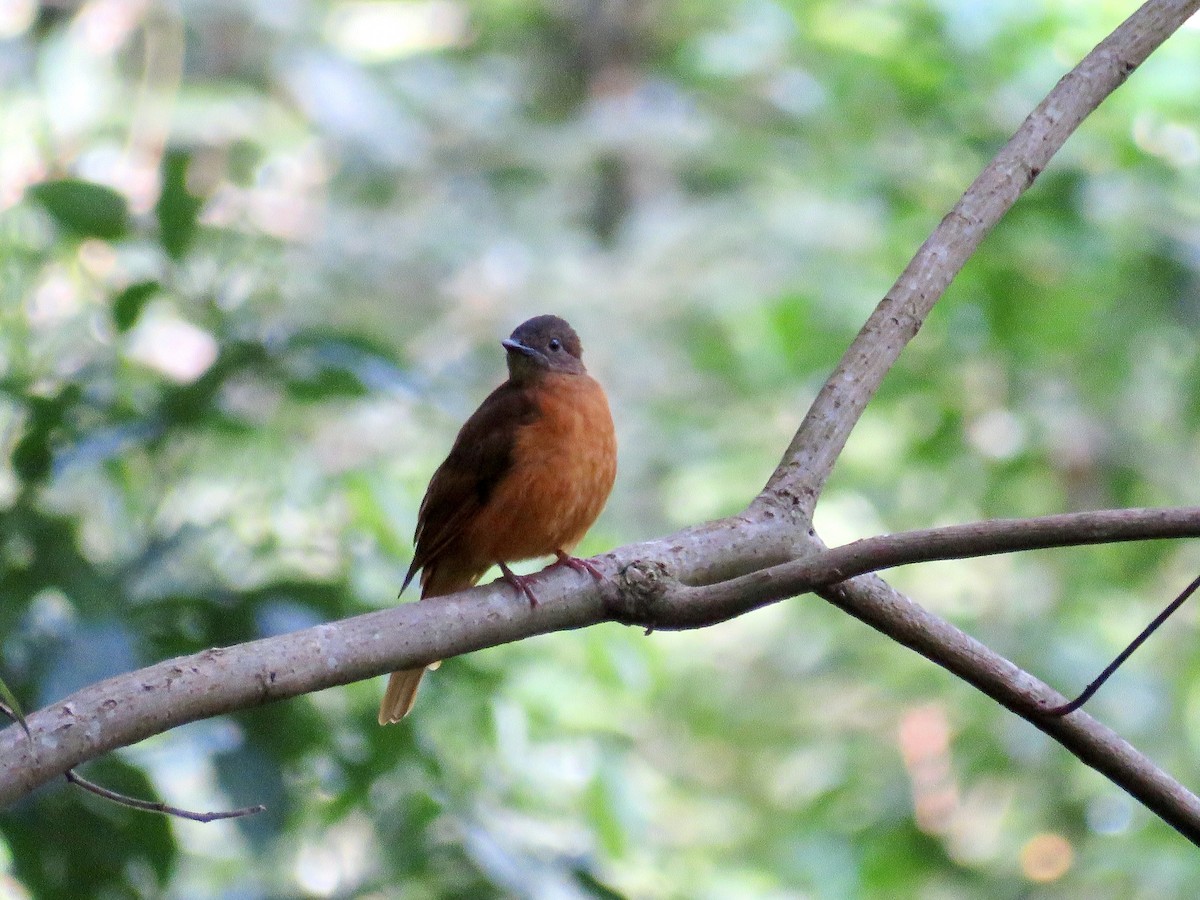 Rufous Flycatcher-Thrush - ML433874781