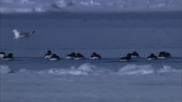 Thick-billed Murre - ML433877