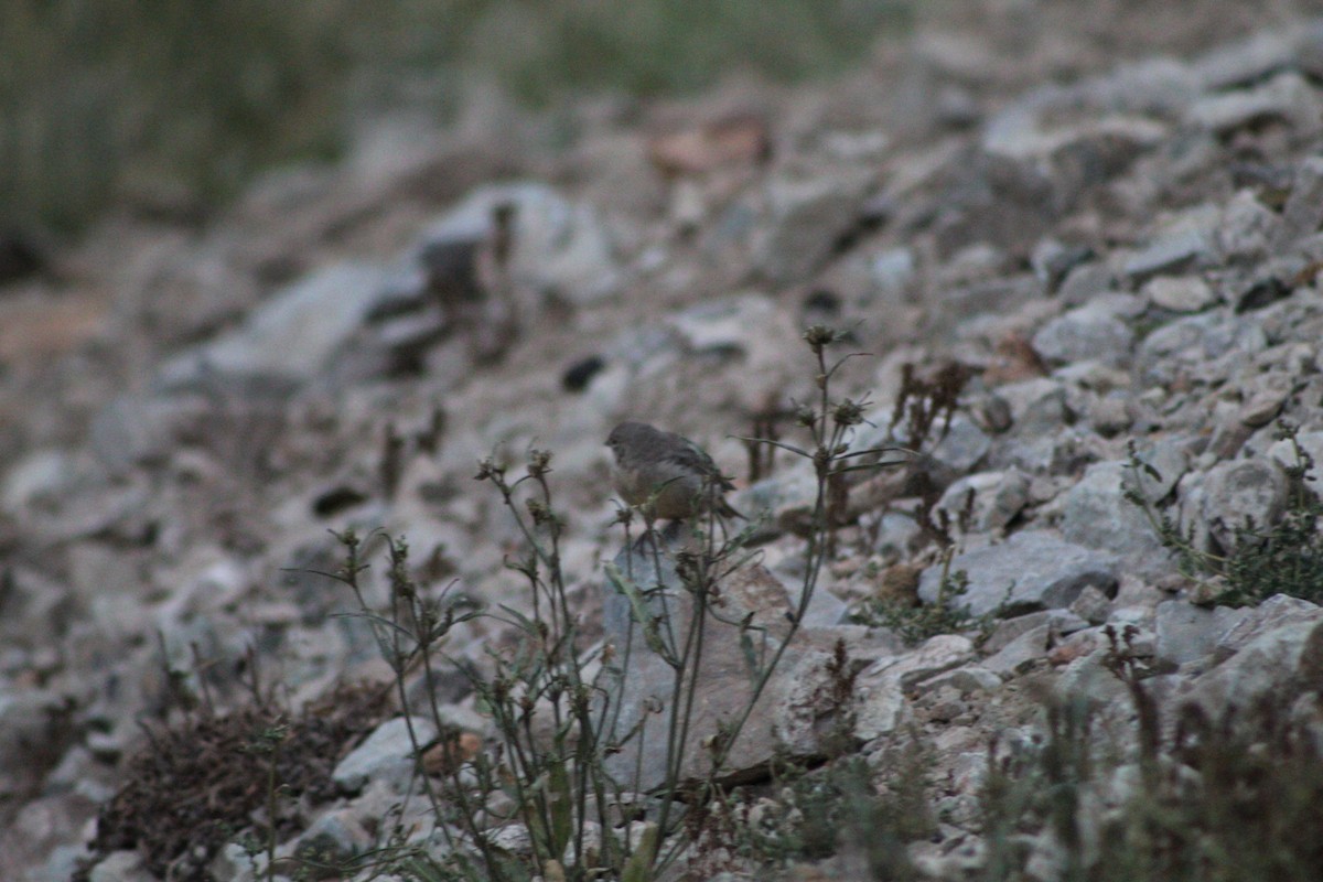 Plumbeous Sierra Finch - ML433877051