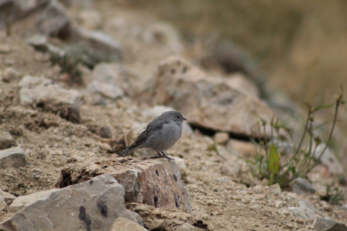 Plumbeous Sierra Finch - ML433877061