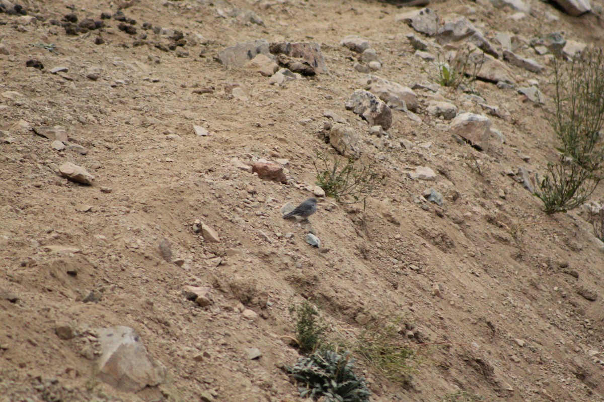 Plumbeous Sierra Finch - ML433877091