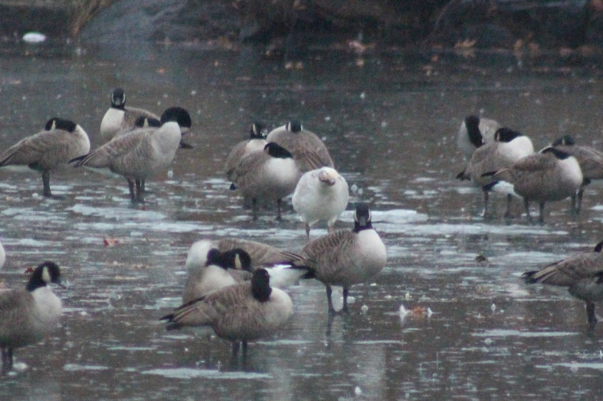 Snow Goose - ML43387711