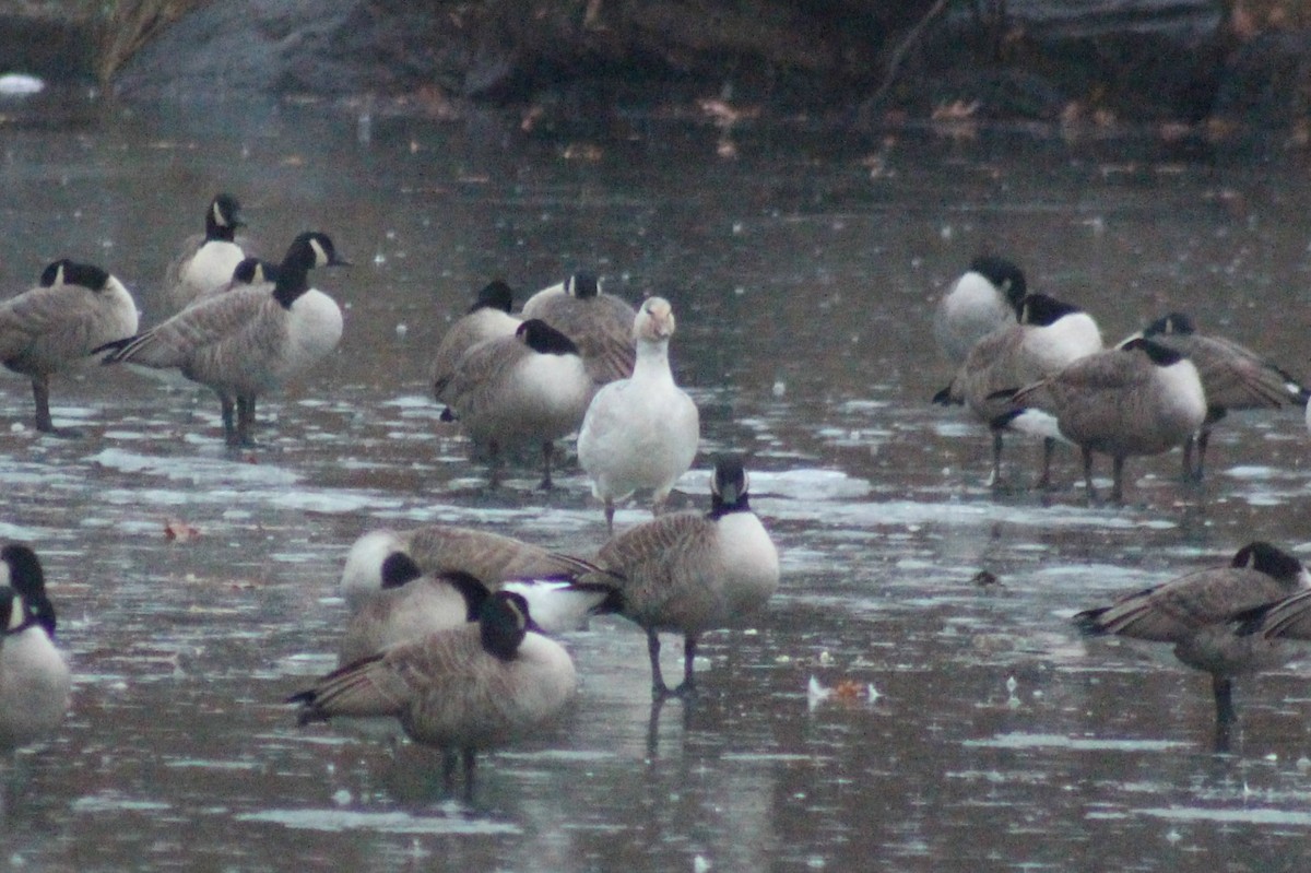 Snow Goose - ML43387721