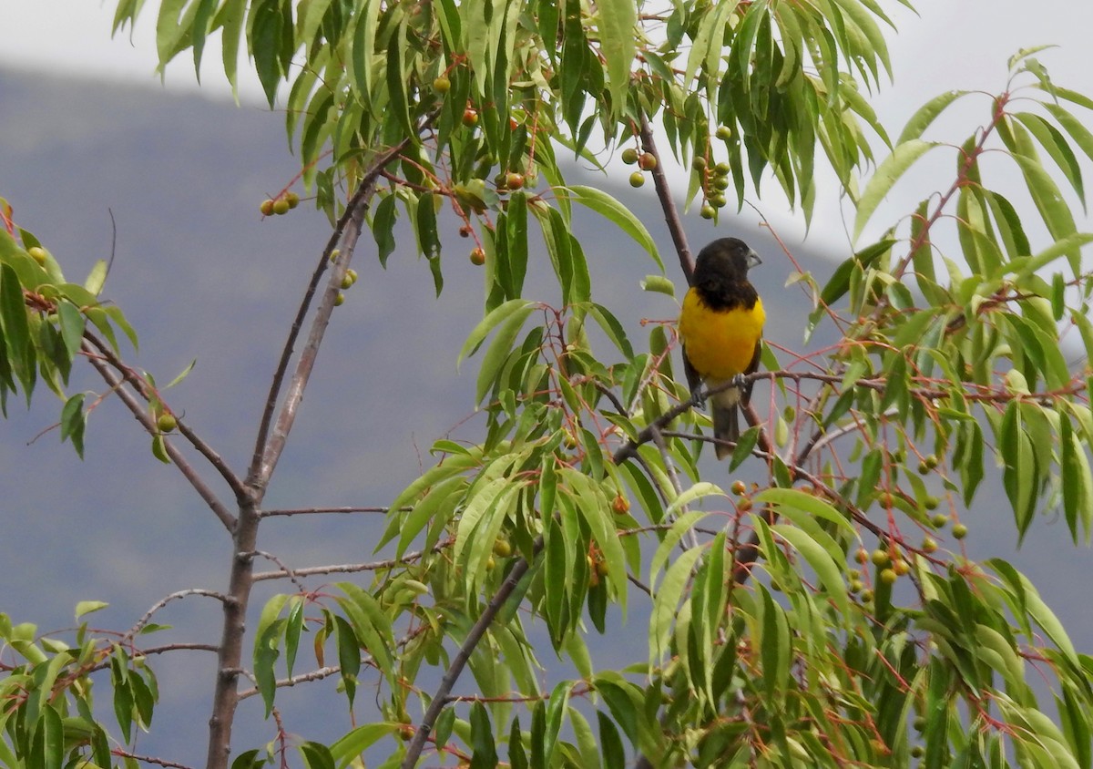 Black-backed Grosbeak - ML43387801