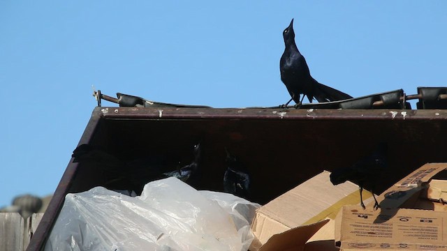 Great-tailed Grackle - ML433878421