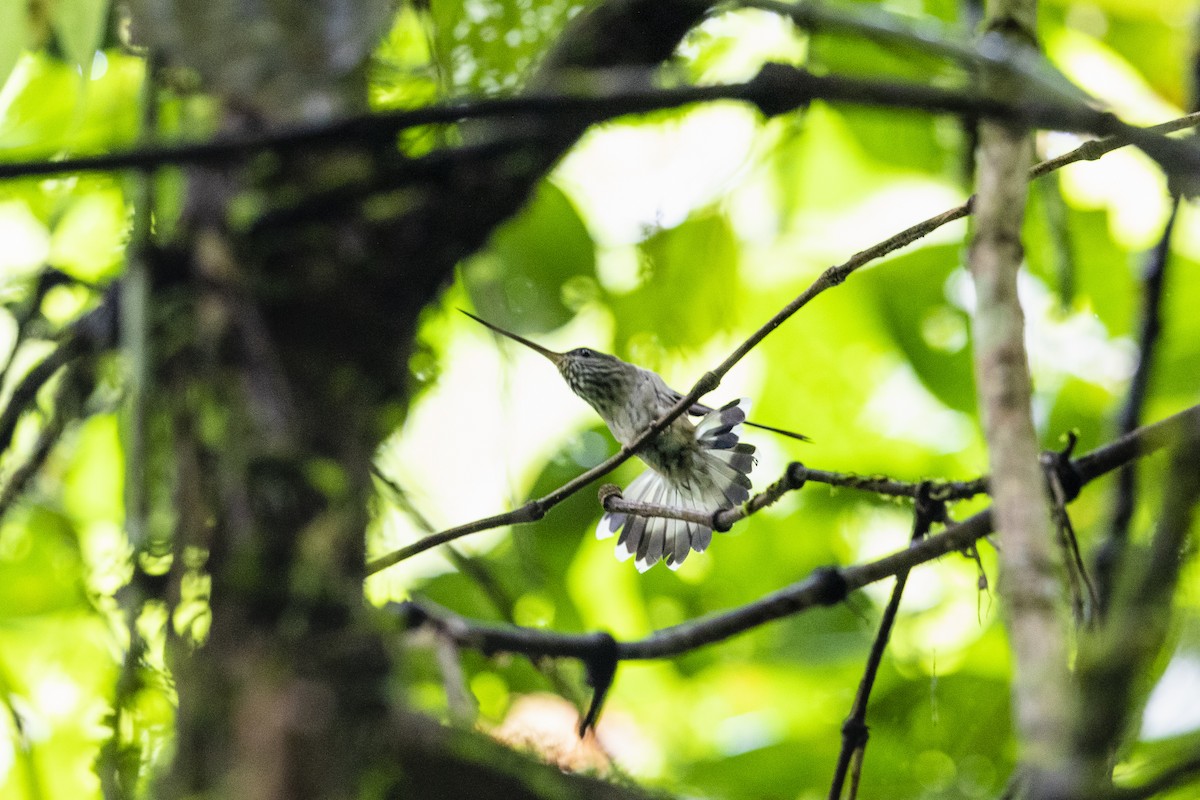 kolibřík háčkozobý - ML433879501