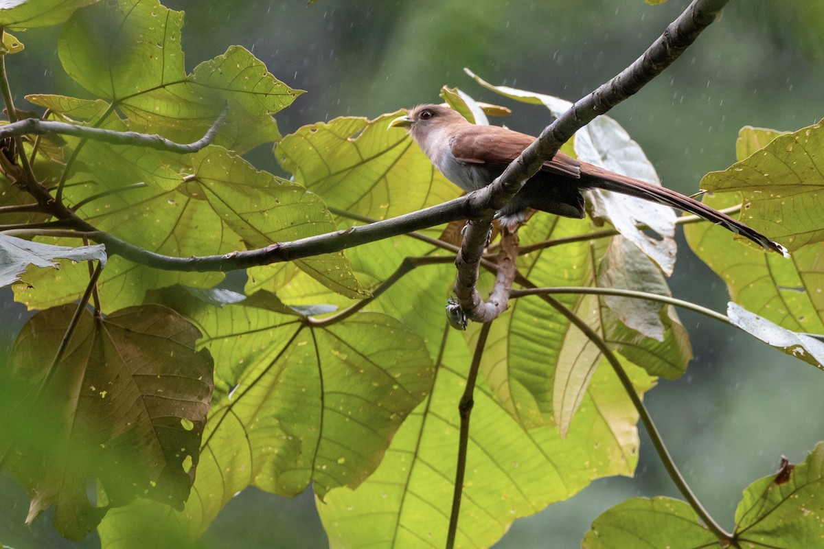 Squirrel Cuckoo - ML433880531