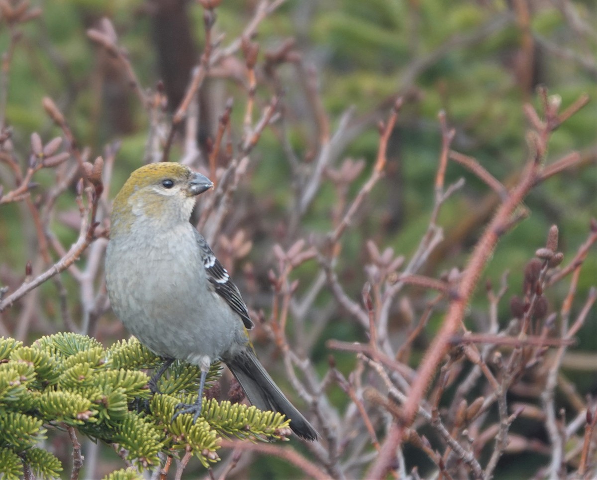 Pine Grosbeak - ML433881521