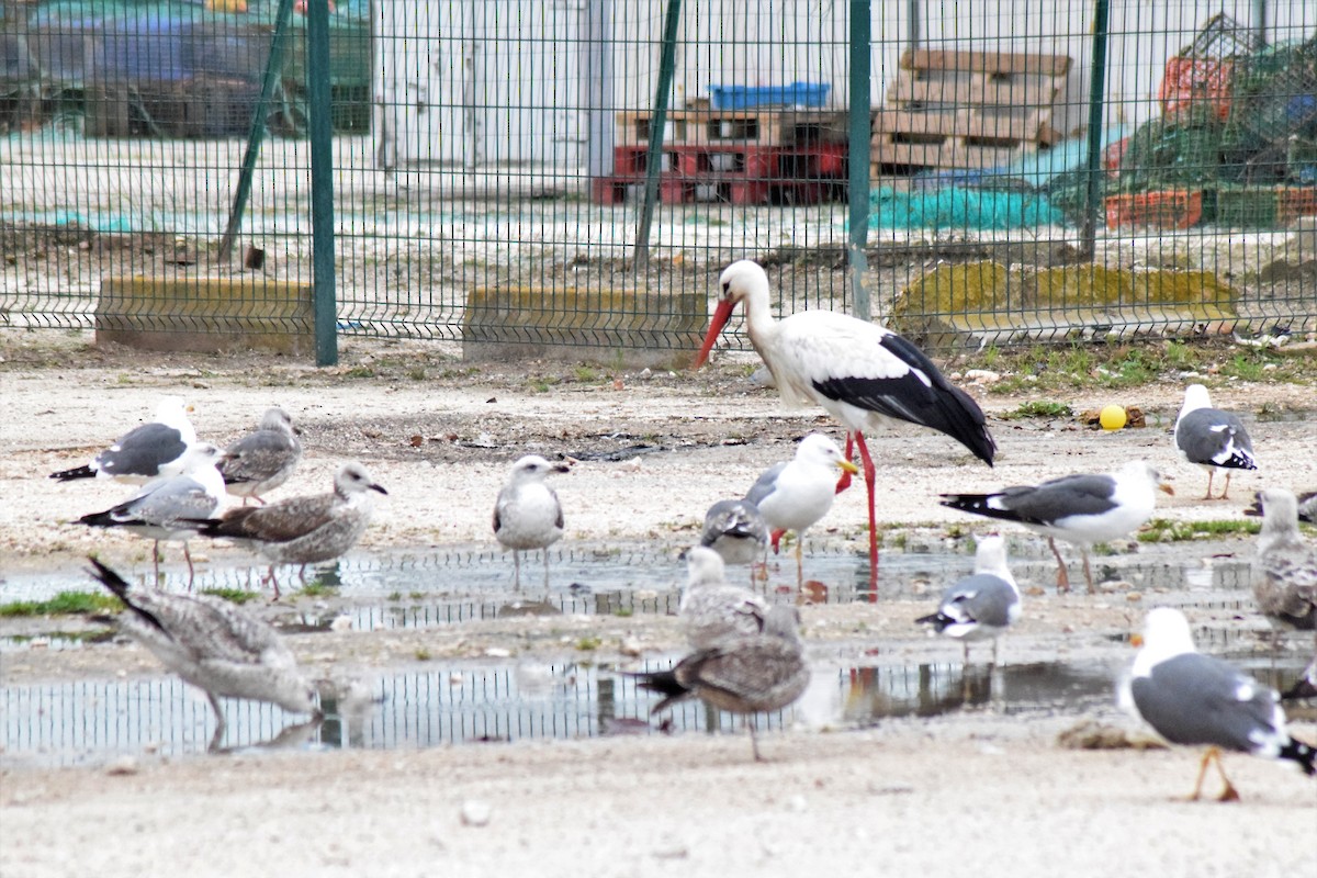 White Stork - ML433884081