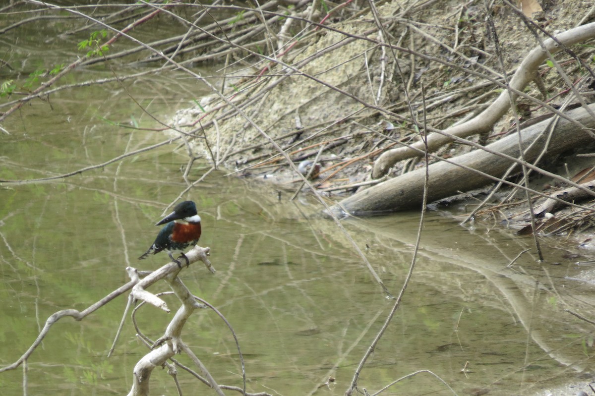 Green Kingfisher - ML433884301