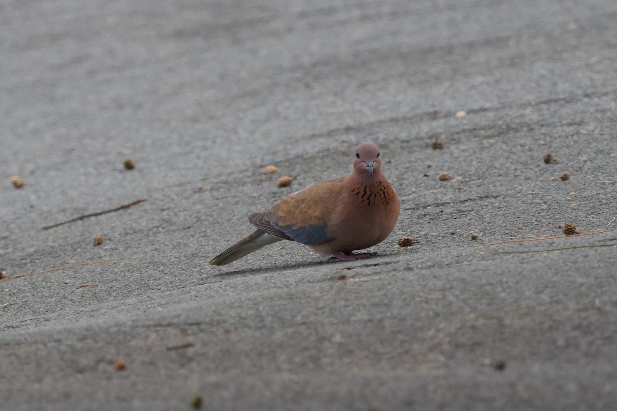 Laughing Dove - Alberto Aguiar Álamo