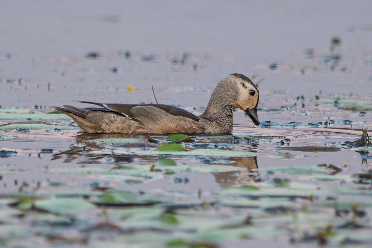 Cotton Pygmy-Goose - ML433884951