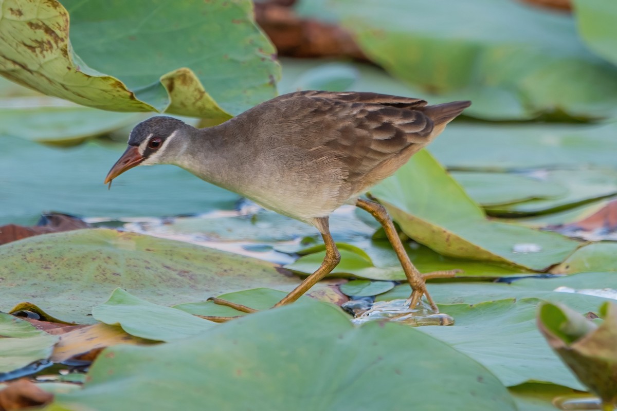 White-browed Crake - ML433885311