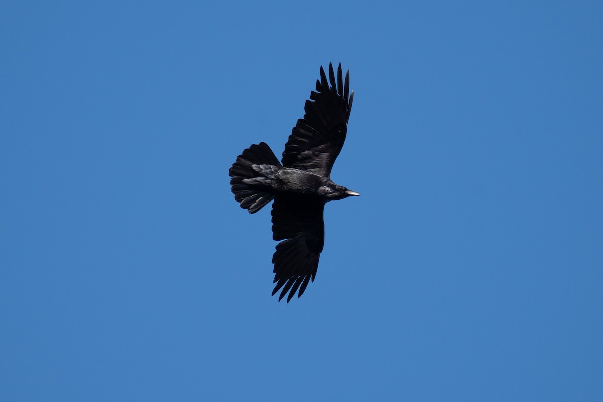 Common Raven - ML433886771