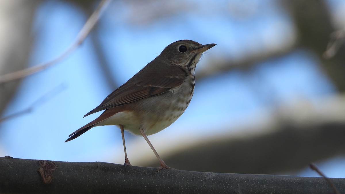 Hermit Thrush - ML433887421