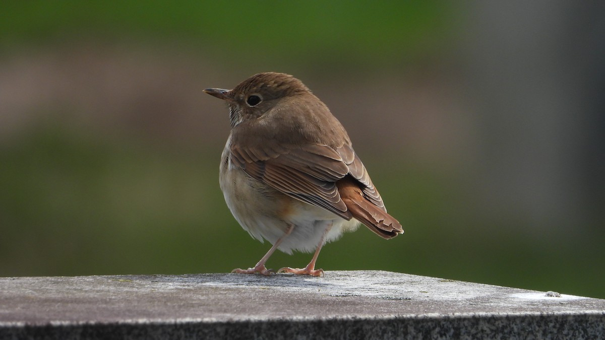 Hermit Thrush - ML433887461