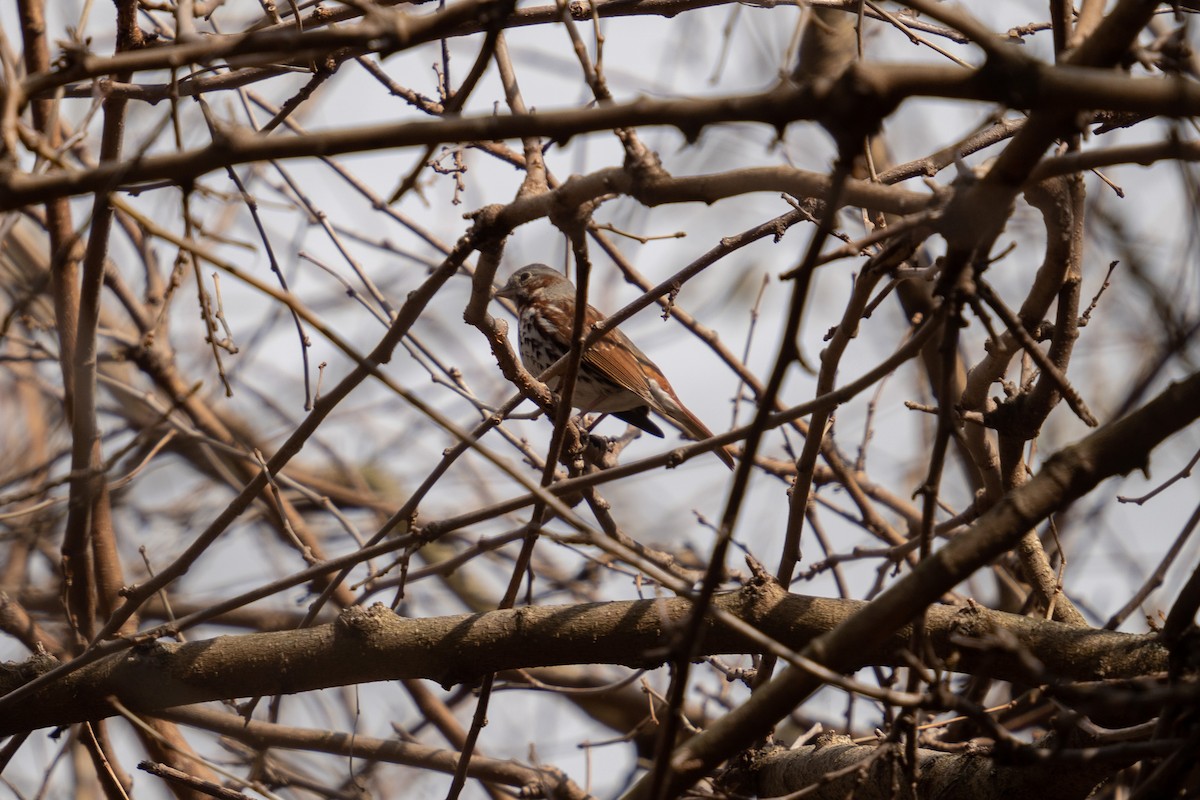 Fox Sparrow - ML433887901