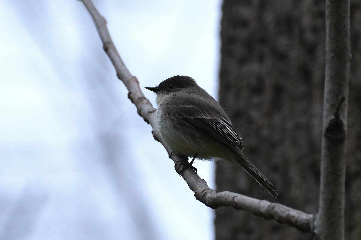 Weißbauch-Phoebetyrann - ML433888771