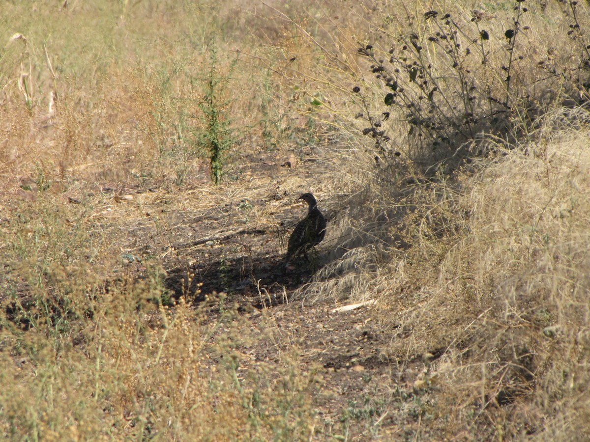 Gray Francolin - ML43388891