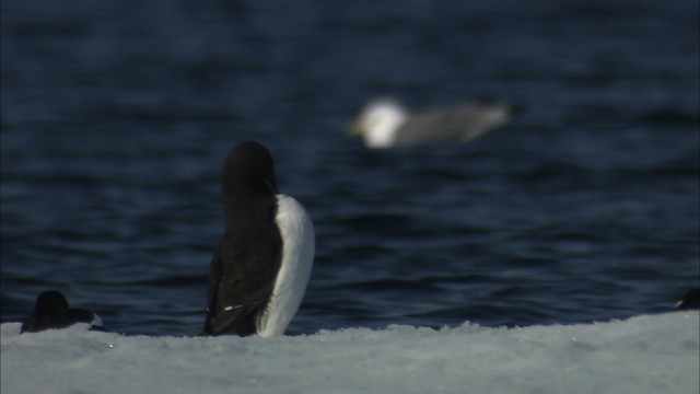 Guillemot de Brünnich - ML433889