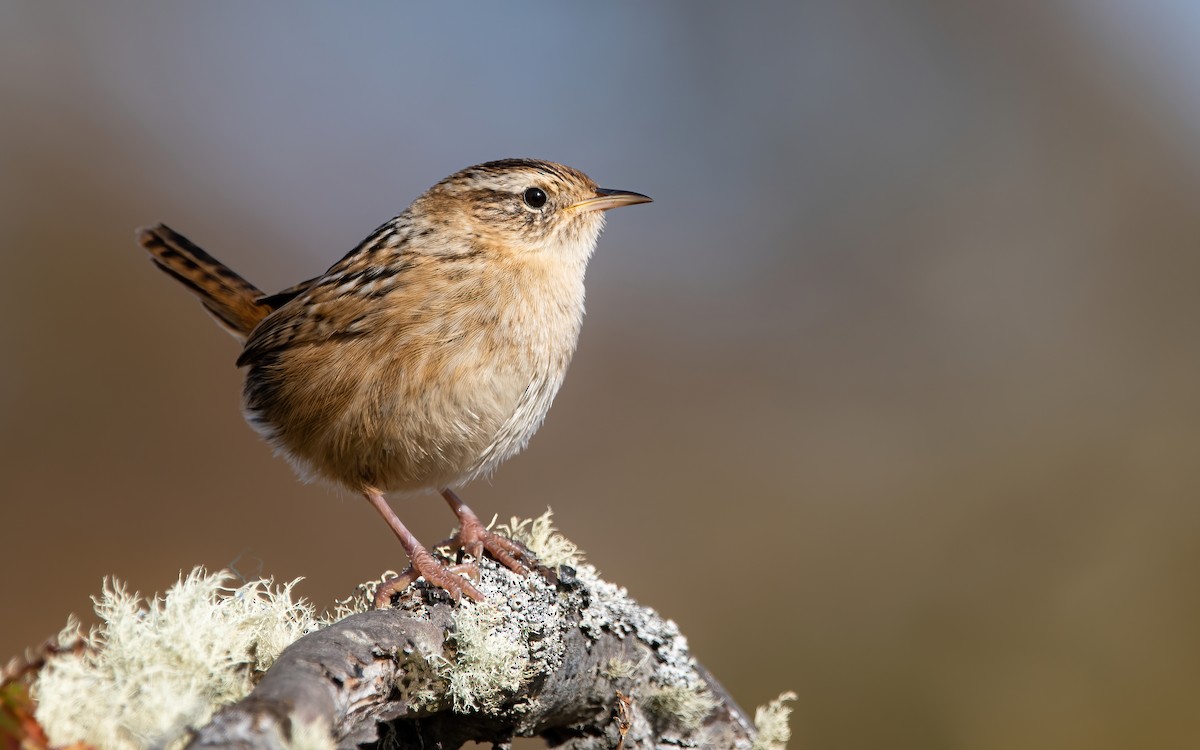 Grass Wren (Austral) - ML433889231